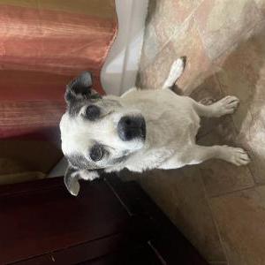 Lost Dog Rocket
