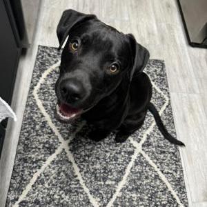 Found Dog Unknown