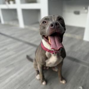 Found Dog Unknown
