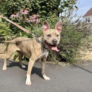 Lost Dog Halo