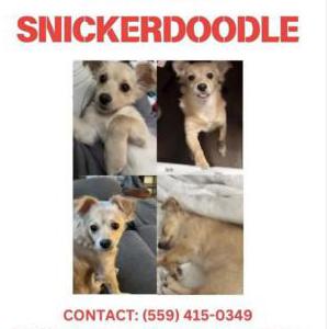Lost Dog Snickerdoodle