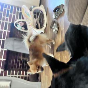 Lost Dog Bear