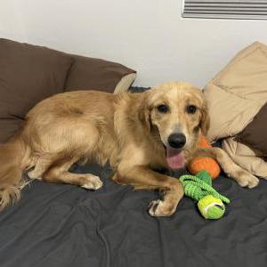 Found Dog Unknown