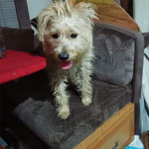 Lost Dog Junior