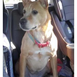 Lost Dog Pepper