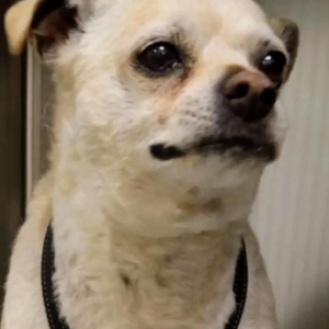 Lost Dog Bro