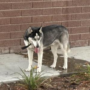 Found Dog Unknown