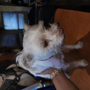 Lost Dog Snowball