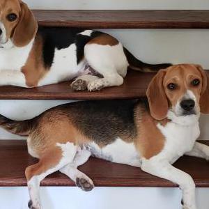 Lost Dog Emma/Sally