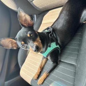 Lost Dog Rosie