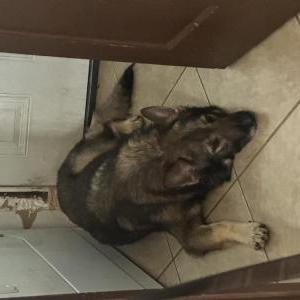 Lost Dog Rex