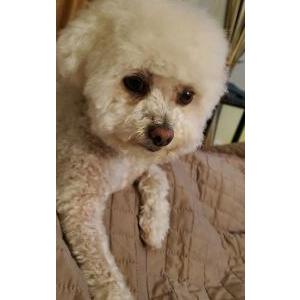 Lost Dog Kirby