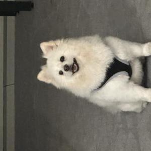 Lost Dog Bear