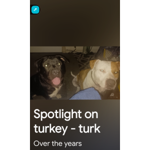 Image of Buddy, Lost Dog