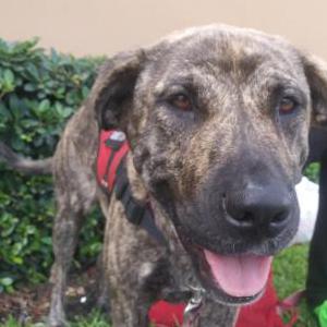 Lost Dog Brindle