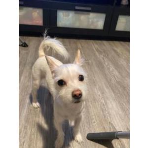 Lost Dog Penny
