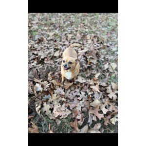 Lost Dog Gracie