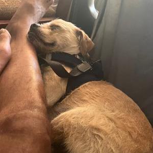 Lost Dog Coda