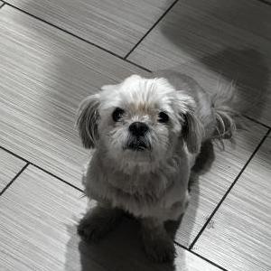 Lost Dog Princess