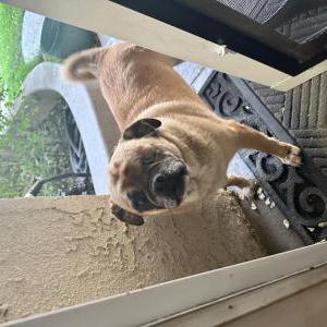 Found Dog Unknown