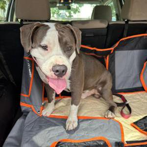 Found Dog Unknown