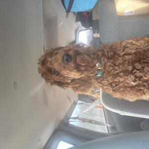 Lost Dog Spud
