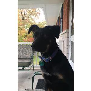 Lost Dog Tucker