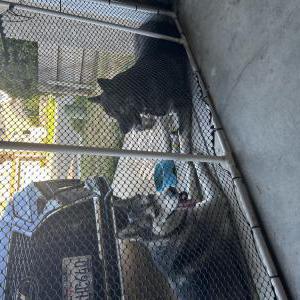 Found Dog Unknown