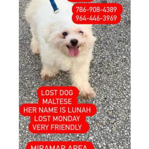 Lost Dog Lunah