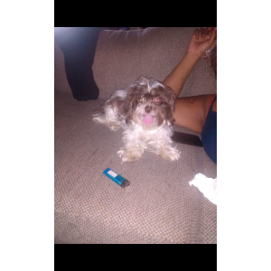 Lost Dog Coco