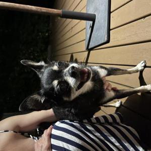 Found Dog Unknown