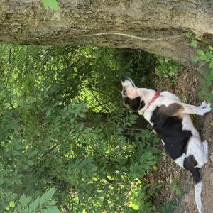 Lost Dog Elsie