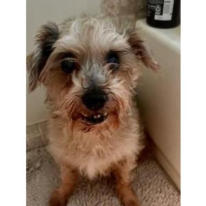 Lost Dog Tiny