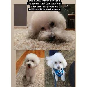 Lost Dog Ozzy