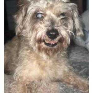 Lost Dog Tiny
