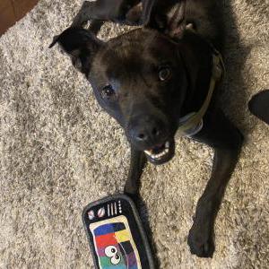 Image of Shadow, Lost Dog