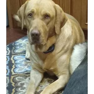 Lost Dog Hank