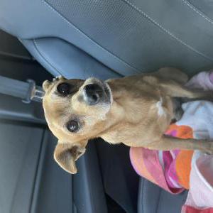 Found Dog Unknown