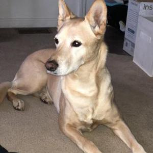 Lost Dog Riley