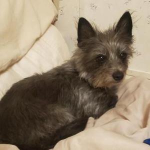 Lost Dog Ozzy
