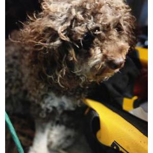 Found Dog Unknown