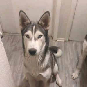 Lost Dog Ezekiel