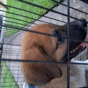 Lost Dog Teddy