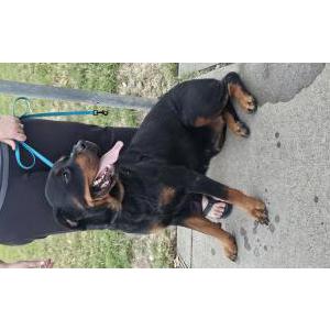 Found Dog Unknown