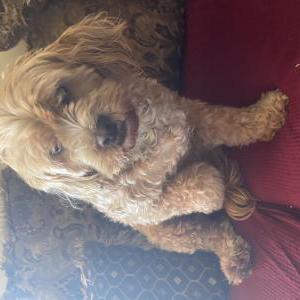 Lost Dog Monica