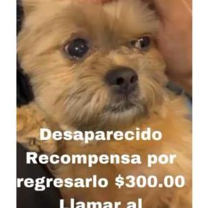 Lost Dog Ñoño