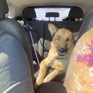Lost Dog Clark Alvarez