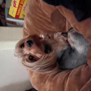 Lost Dog mochi