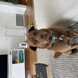 Lost Dog Kylo