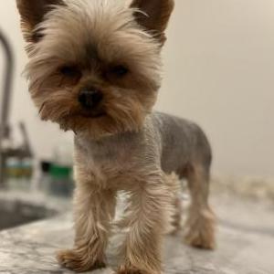 Lost Dog Picallo